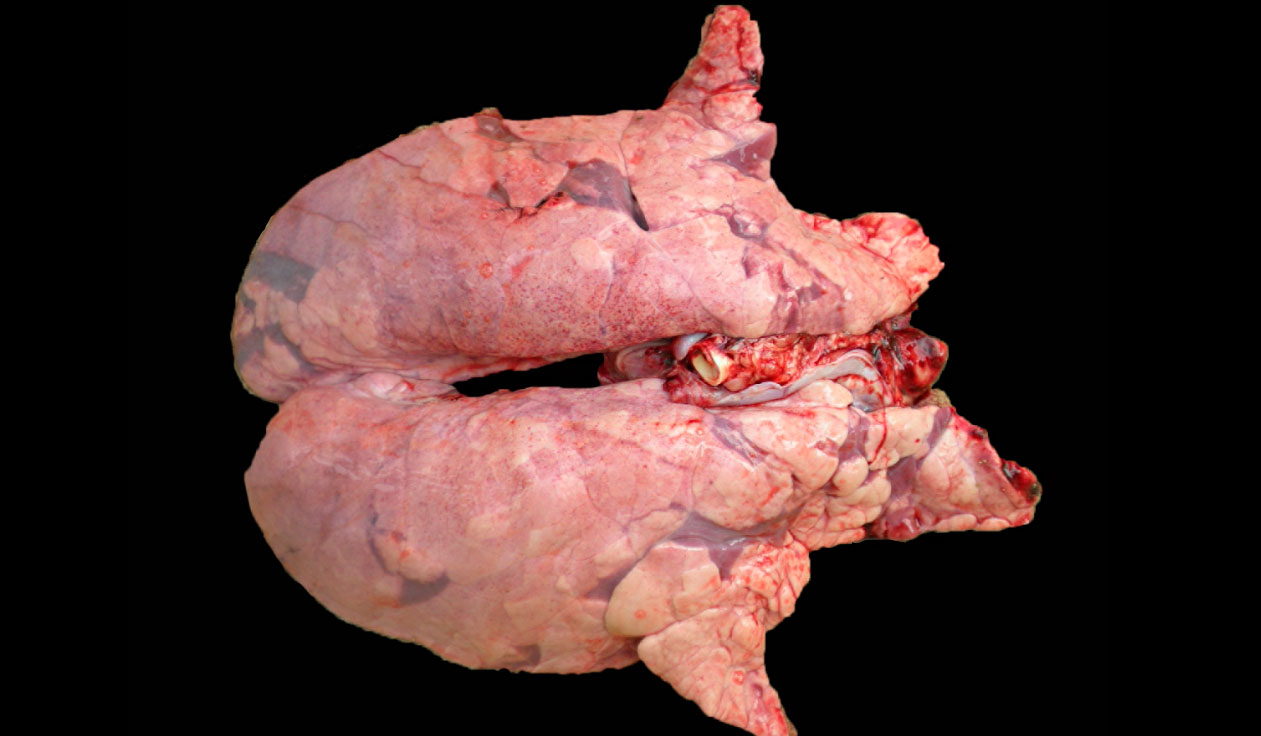 Pig lung co-infected by M. hyopneumoniae and PRRSV